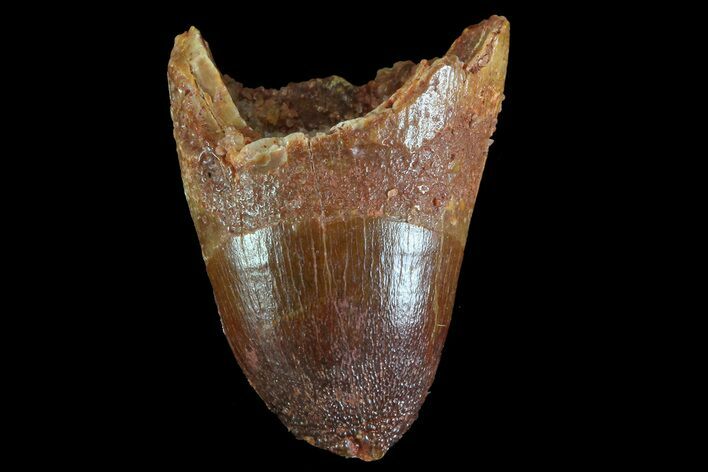 Cretaceous Fossil Crocodile Tooth - Morocco #72778